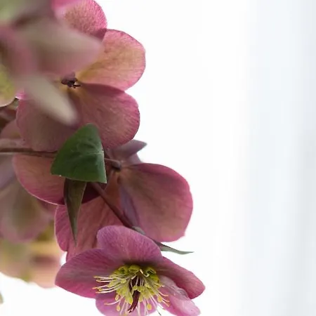 Geislerappartments דירה *