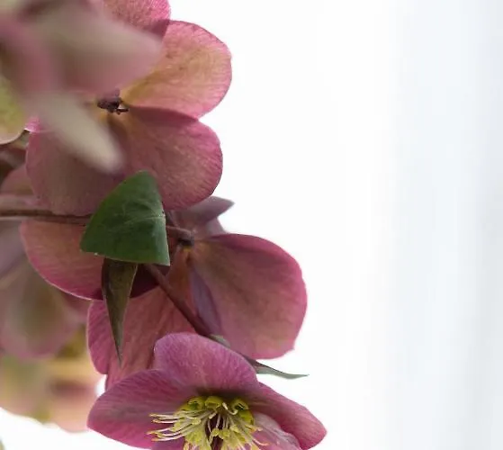 Geislerappartments شقة *